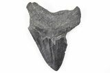 Bargain, 4.53" Fossil Megalodon Tooth - South Carolina - #196885-1